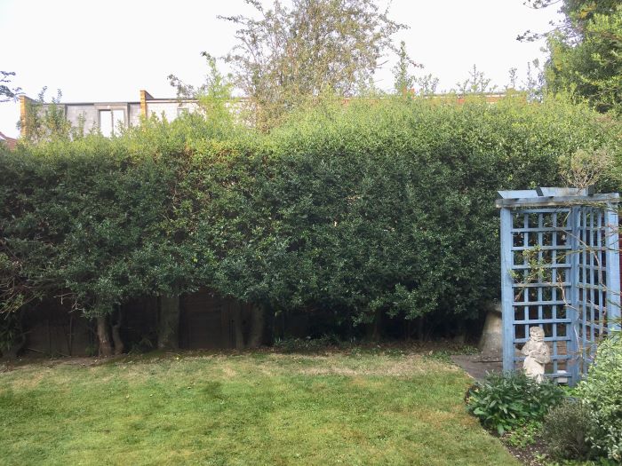 Ivy hedge cut to shape